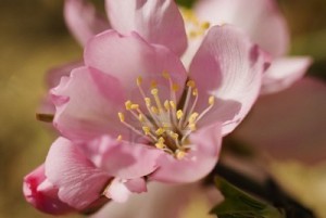 Fleur d'amandier bio